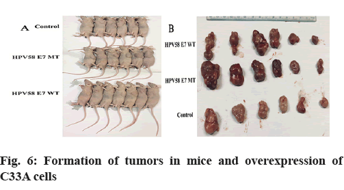 IJPS-mice