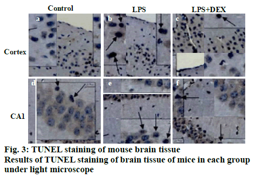 IJPS-mice