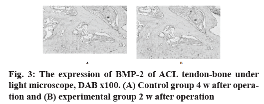 IJPS-microscope