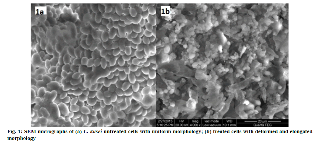 IJPS-morphology