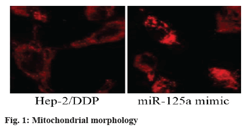 IJPS-morphology