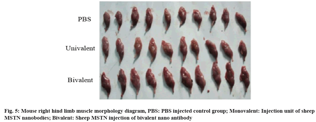 morphology