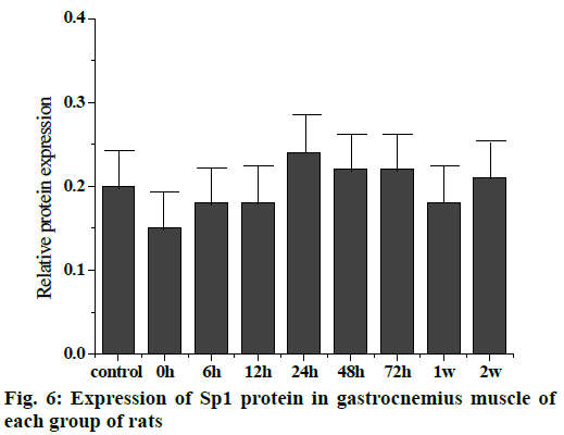 IJPS-muscle