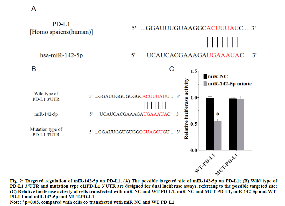 IJPS-mutation