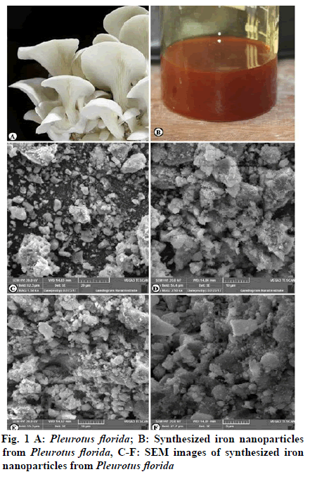 IJPS-nanoparticles