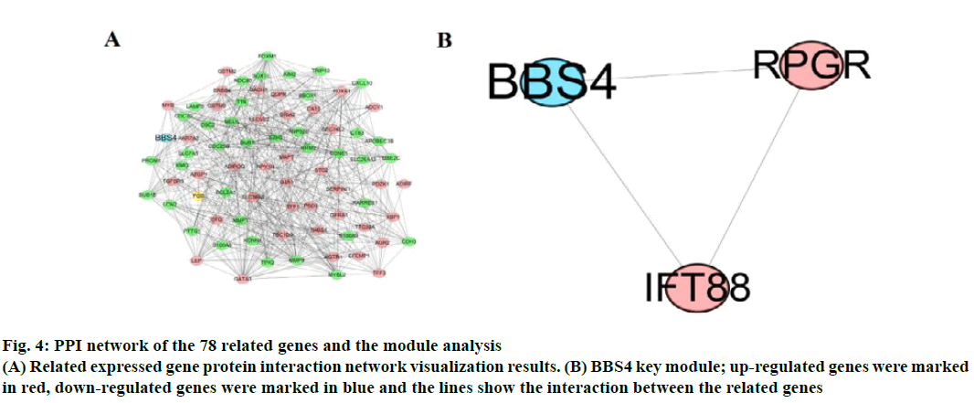 IJPS-network