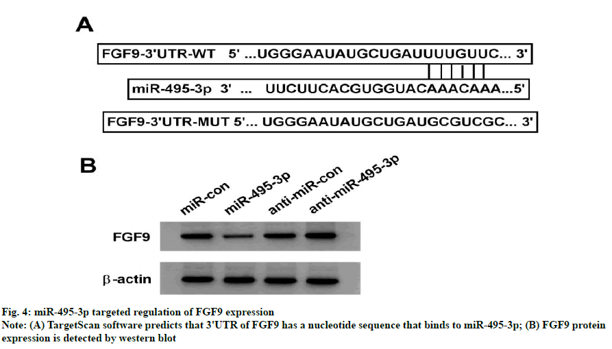 IJPS-nucleotide