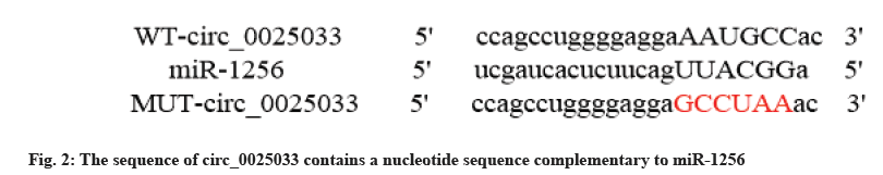 nucleotide