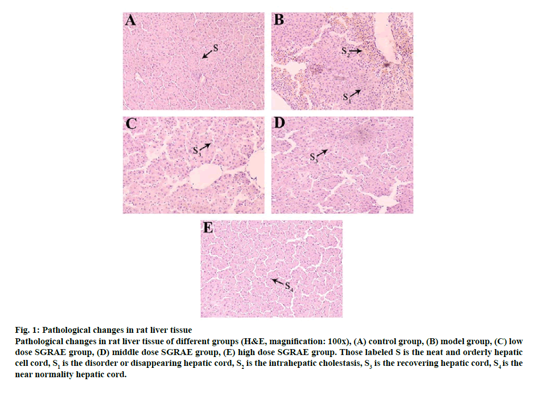 IJPS-pathological