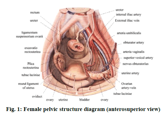 IJPS-pelvic