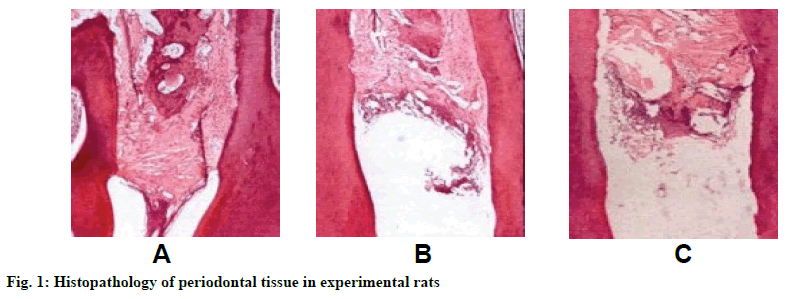 IJPS-periodontal-tissue