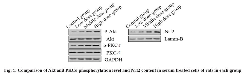 IJPS-phosphorylation