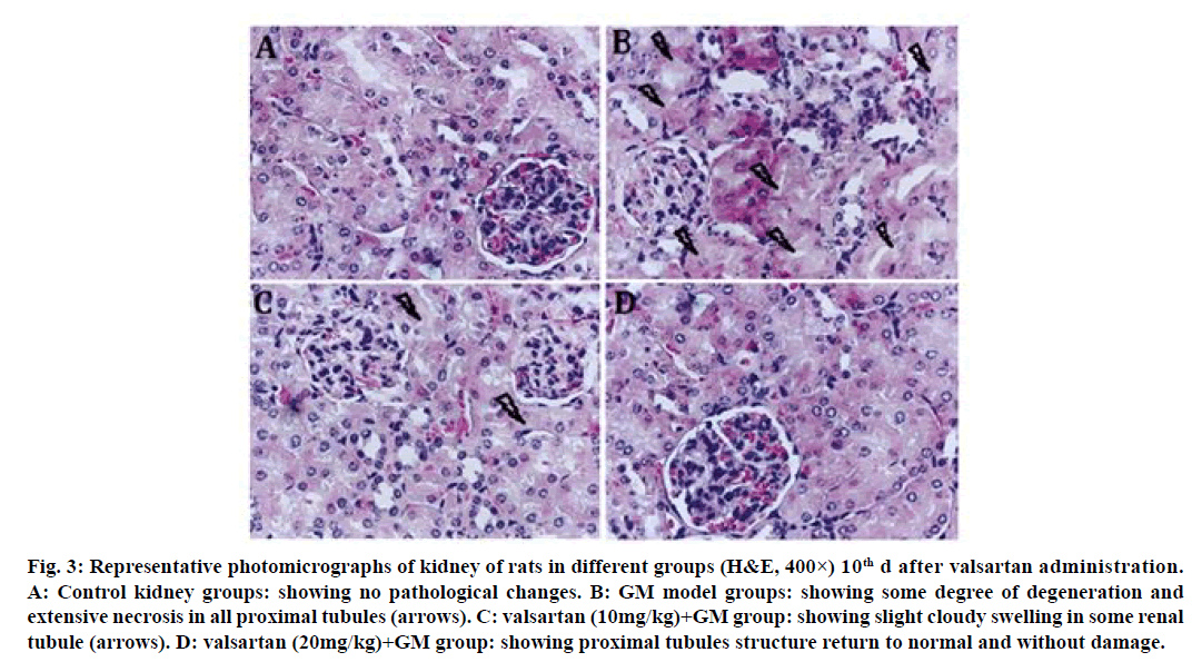 IJPS-photomicrographs