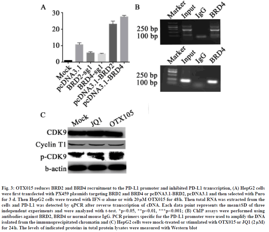 IJPS-promoter