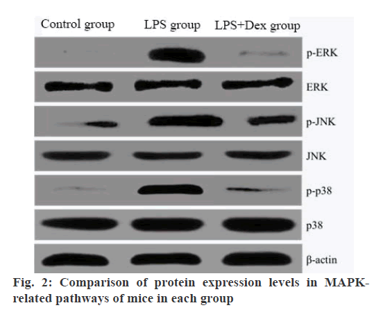 IJPS-protein