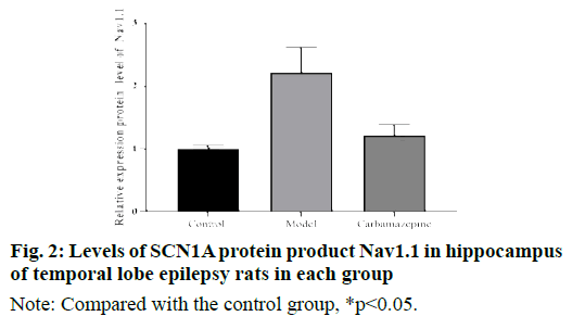 protein