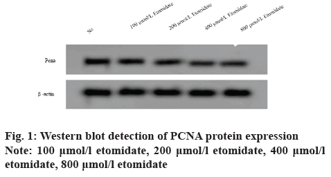 IJPS-protein