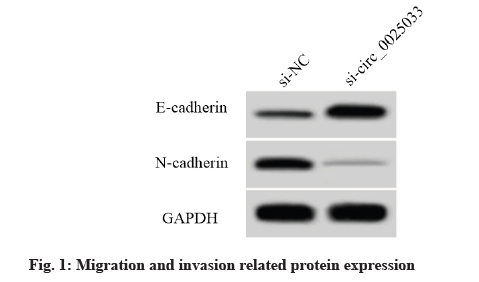 protein