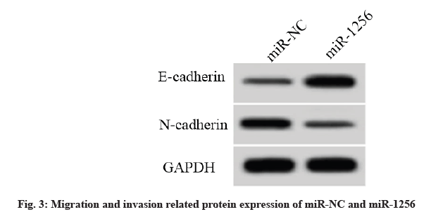 nucleotide