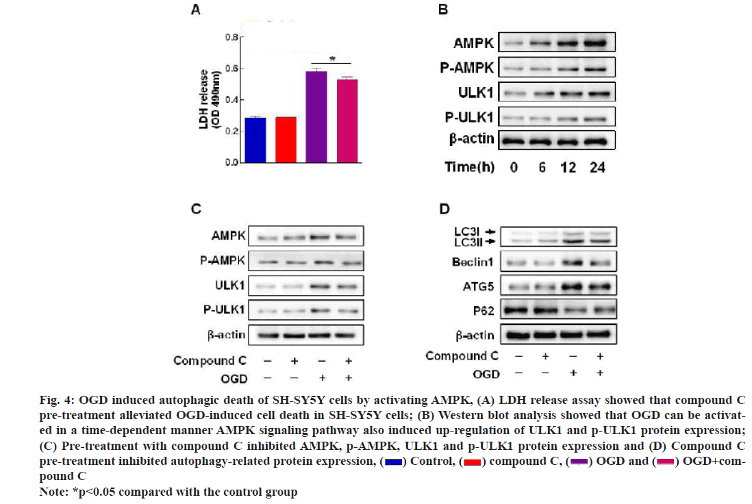 IJPS-protein