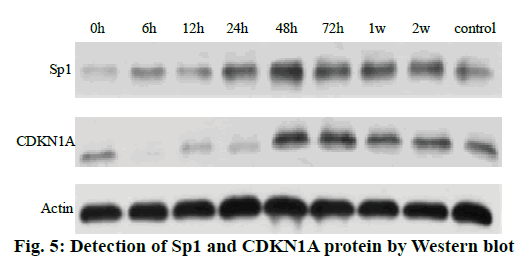 IJPS-protein