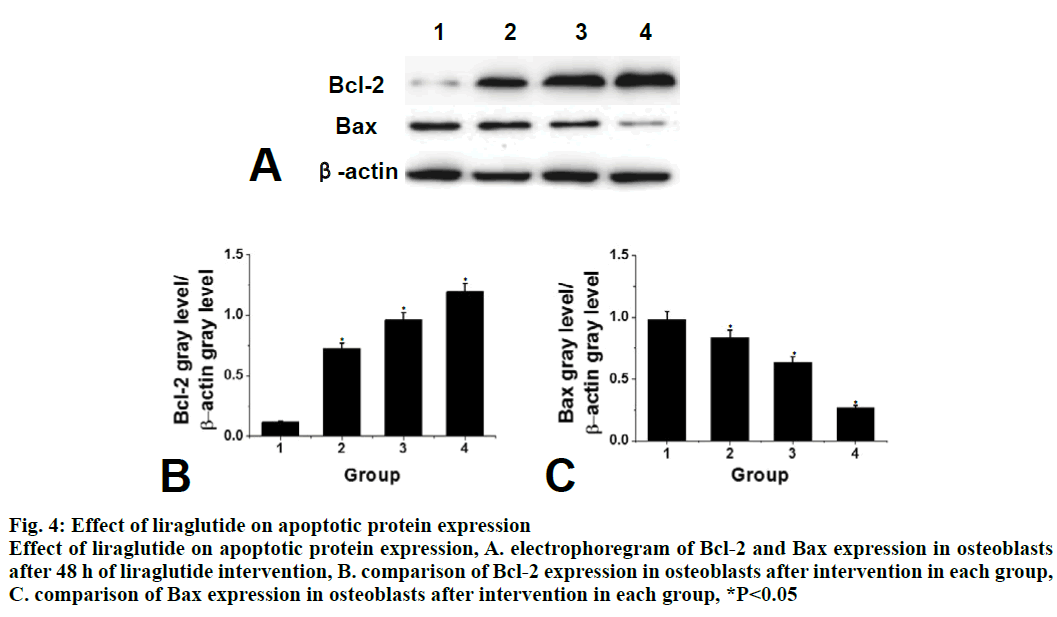 IJPS-protein