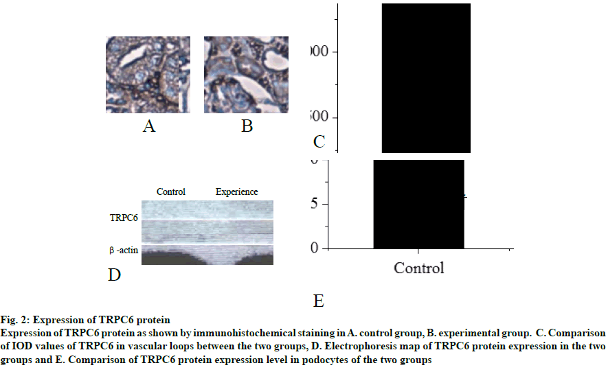 IJPS-protein