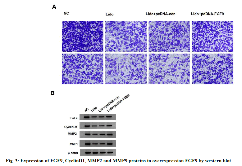 IJPS-proteins