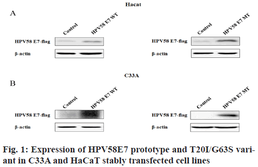 IJPS-prototype