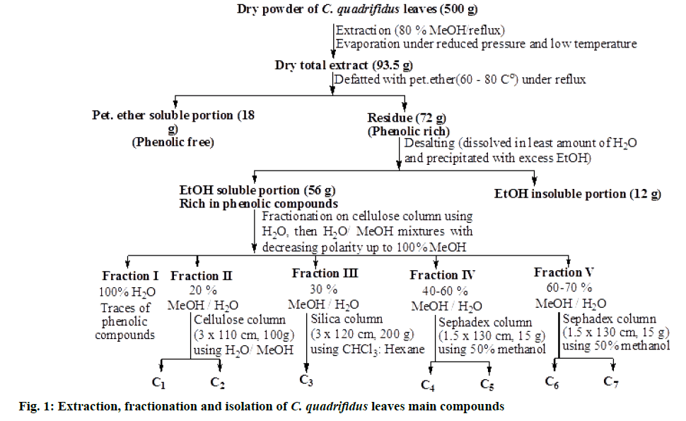 IJPS-quadrifidus