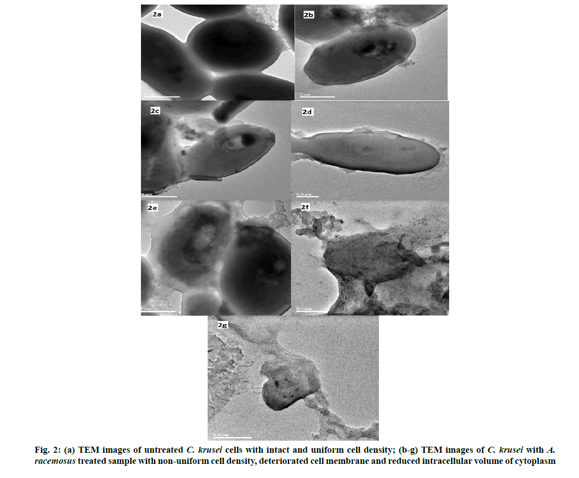 IJPS-racemosus