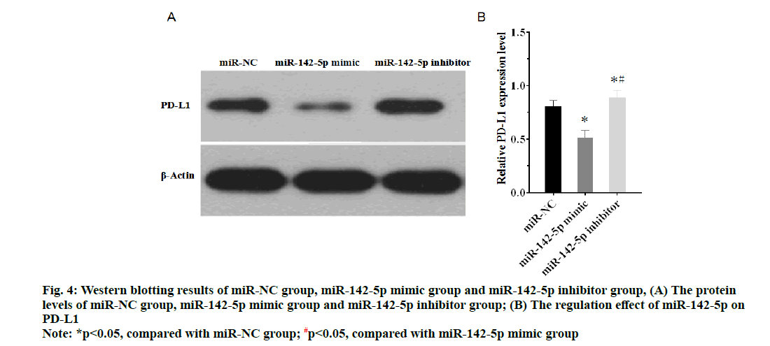 IJPS-regulation