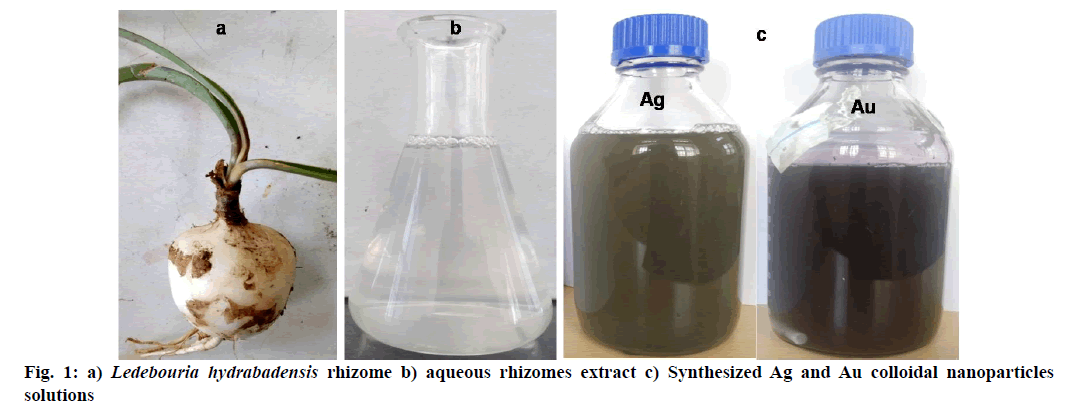 IJPS-rhizome