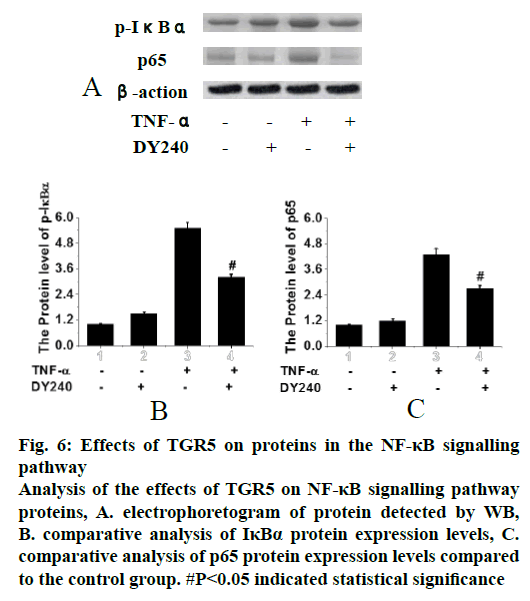 IJPS-signalling