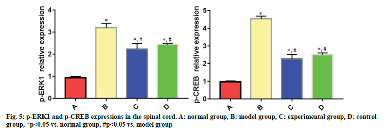 spinal