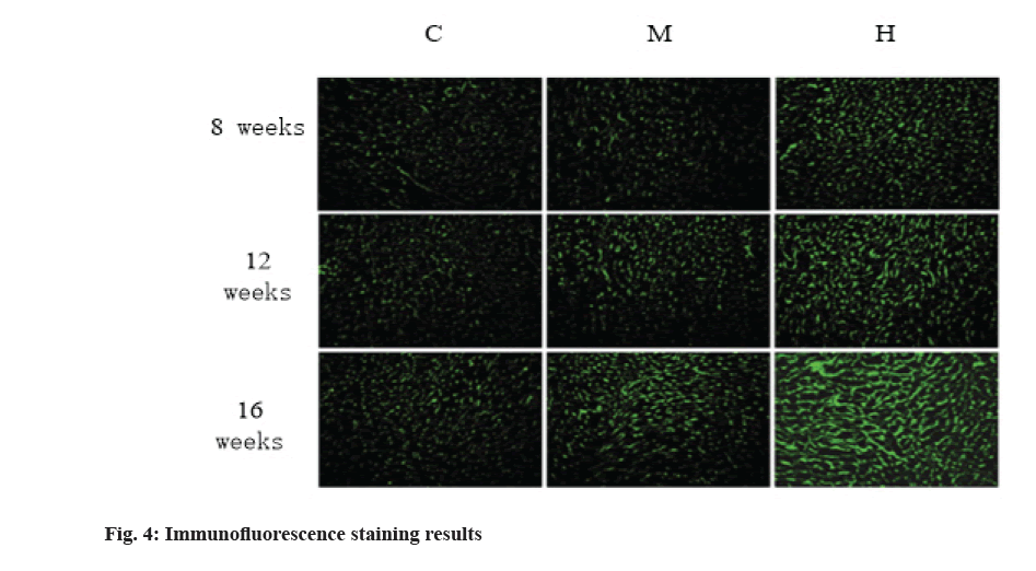 IJPS-staining