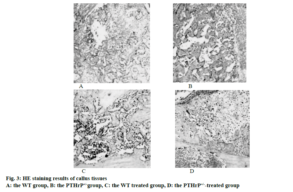 IJPS-staining