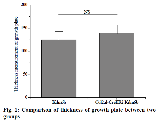 IJPS-thickness