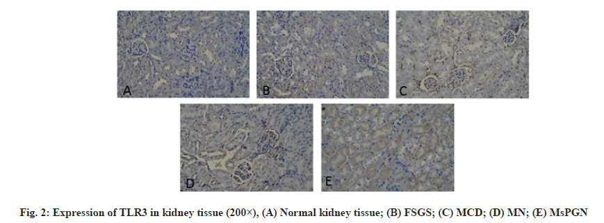 IJPS-tissue