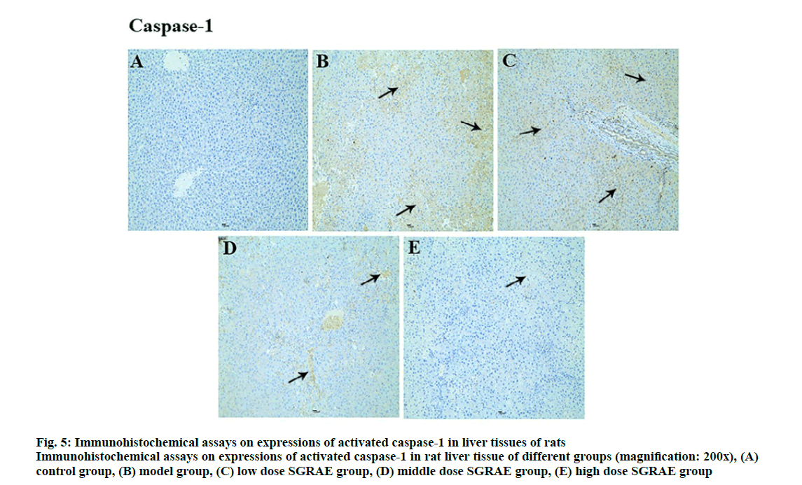 IJPS-tissues