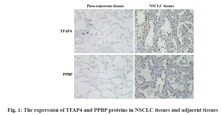 IJPS-tissues