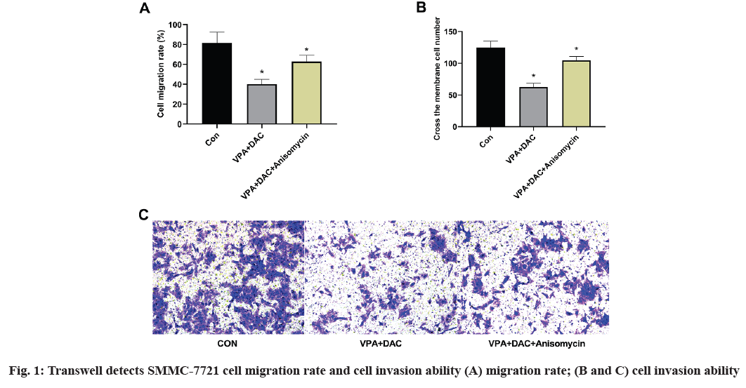 Sodium valproate and 5-aza-2′-deoxycytidine differentially modulate DNA  demethylation in G1 phase-arrested and proliferative HeLa cells