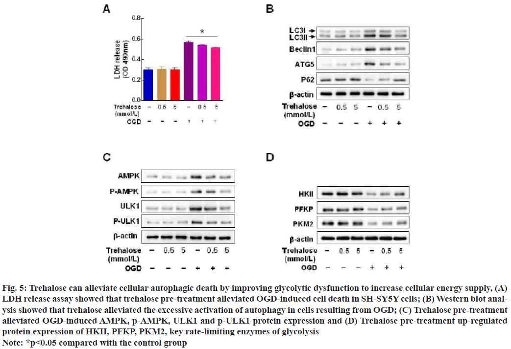 IJPS-trehalose