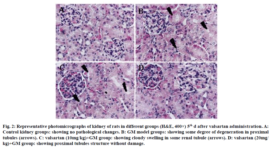 IJPS-tubule