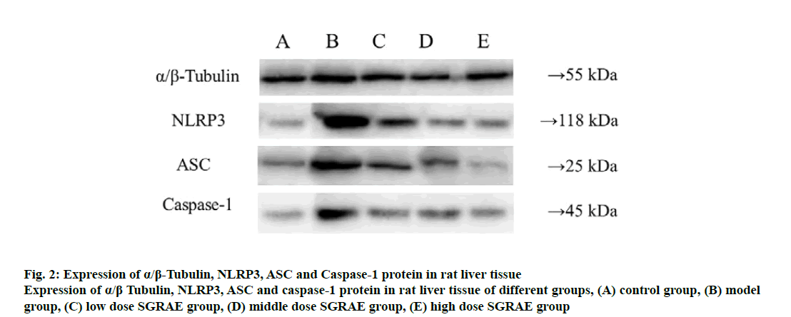 IJPS-tubulin