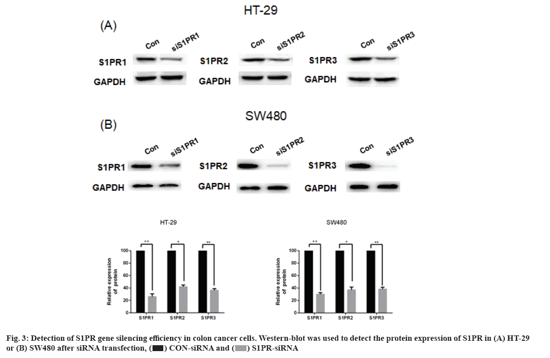 IJPS-84-S4-efficiency