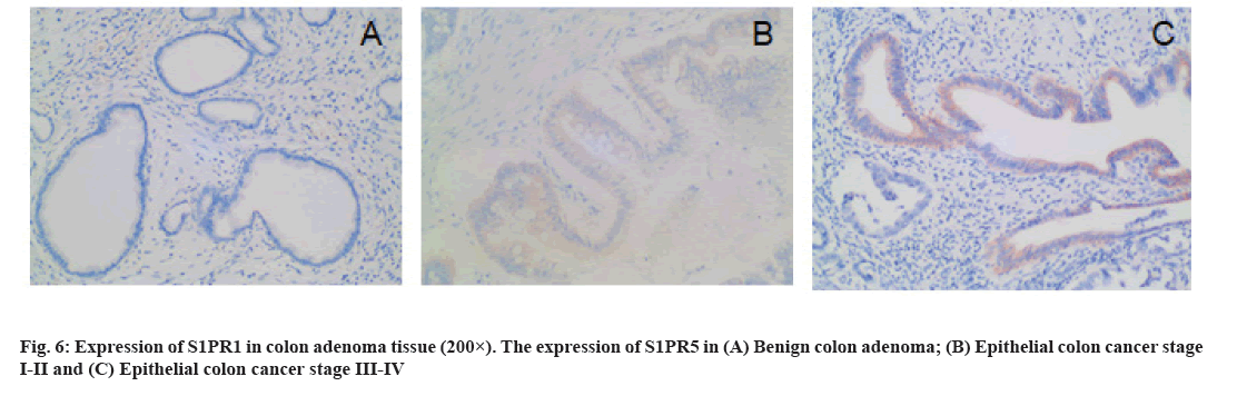 IJPS-84-S4-tissue