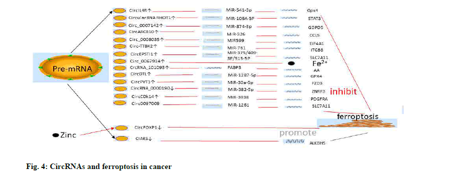 IJPS-CircRNAs