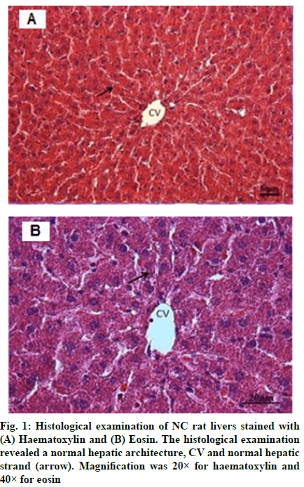 IJPS-Histological