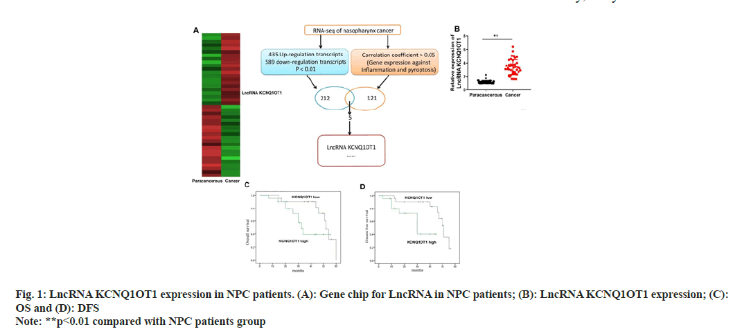 IJPS-LncRNA